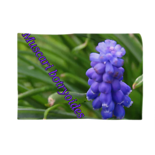 Muscari botryoides(4:3) Blanket