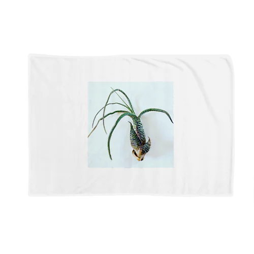 Tillandsia Blanket