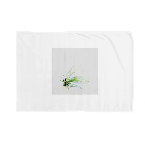 Tillandsia Blanket