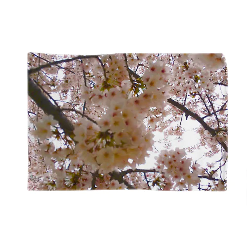 世界の風景:Sakura ブランケット