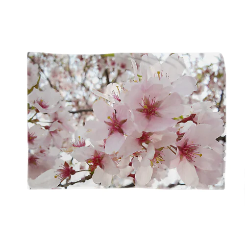 あの日の桜 Blanket