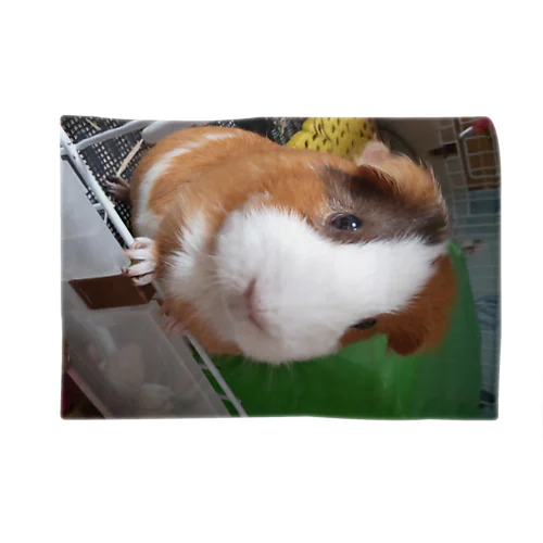 マル🐹ちゃん💕 Blanket