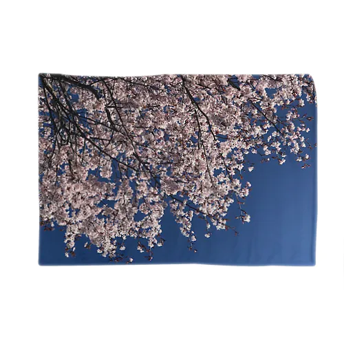 202105120801001　遅咲きの桜 ブランケット