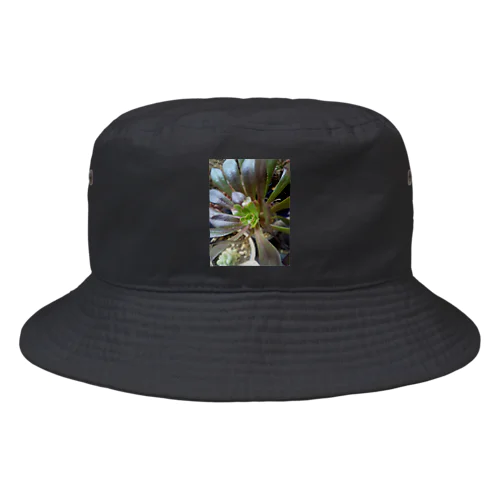 多肉植物の黒法師 Bucket Hat