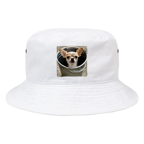 バケツに入ったチワワ Bucket Hat