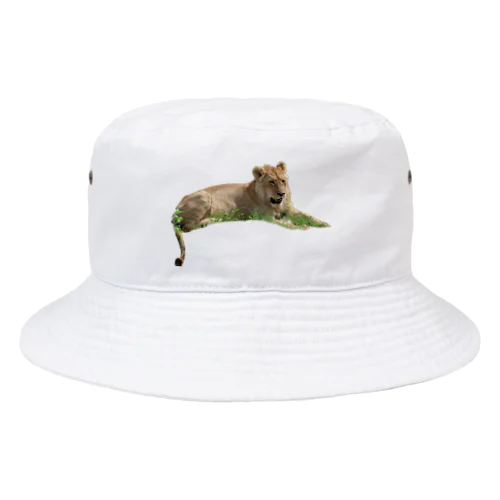 若いオスライオン Bucket Hat