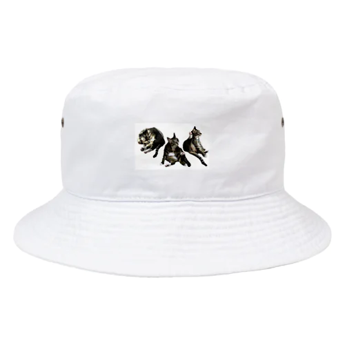 家ねこ悩殺3ポーズ Bucket Hat