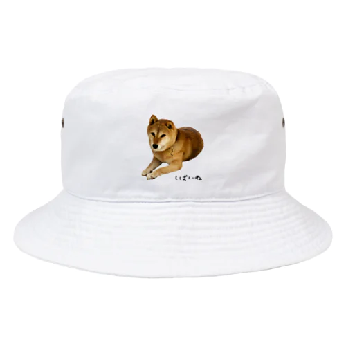 伏せ？してる柴犬さん Bucket Hat