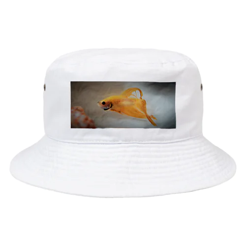  Betta fish Bucket Hat