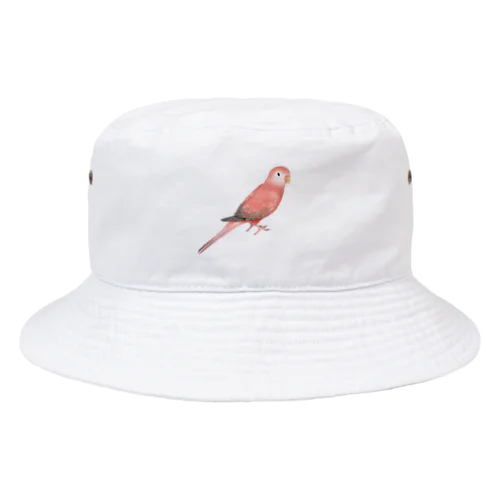 アキクサインコ　ピンク【まめるりはことり】 Bucket Hat