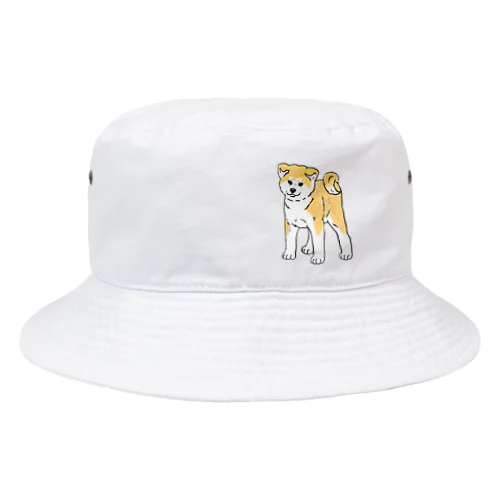 秋田犬の展覧会立ち込み練習 Bucket Hat