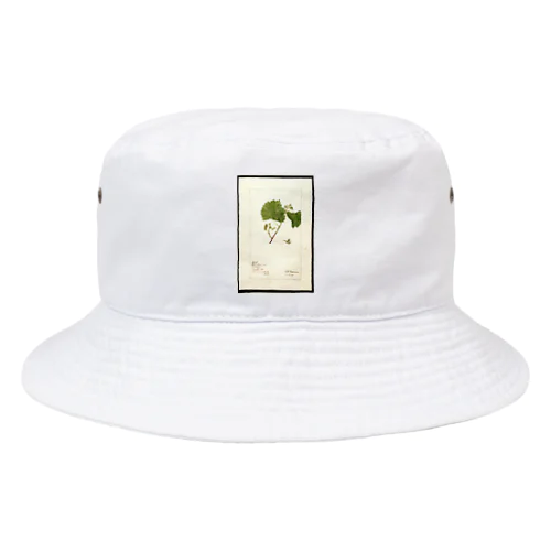  Vitis: White Staminate Bucket Hat