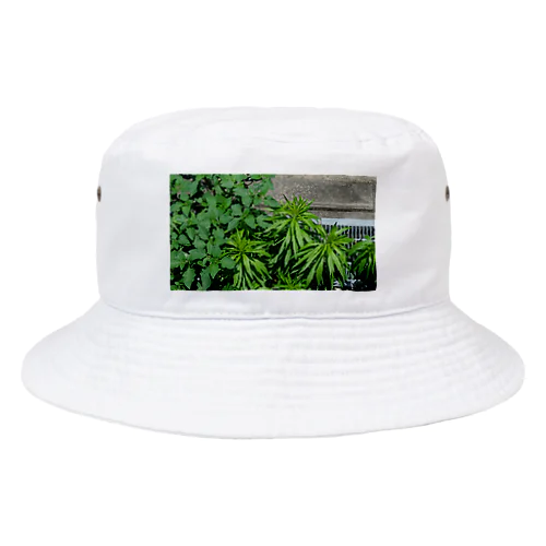 Leaves  Bucket Hat