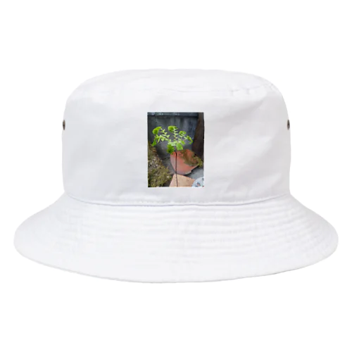 クジャクシダ Bucket Hat