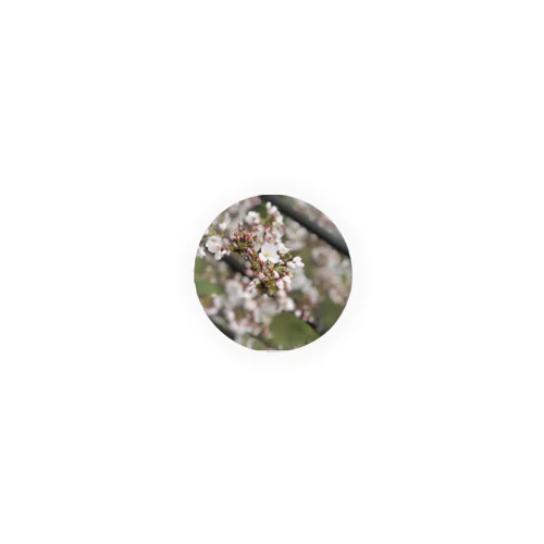 春の桜 Tin Badge