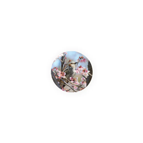 桜とヒヨドリ Tin Badge