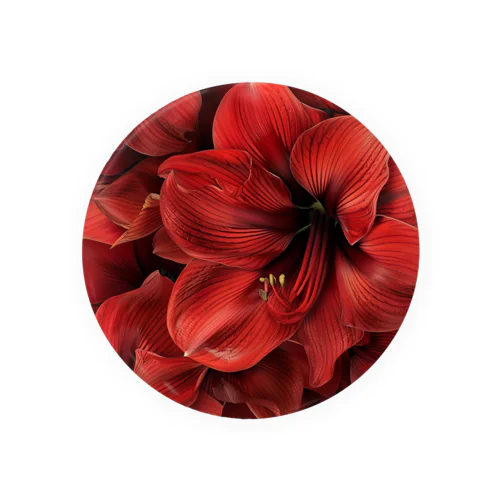 アマリリス　真っ赤な綺麗な花 Tin Badge