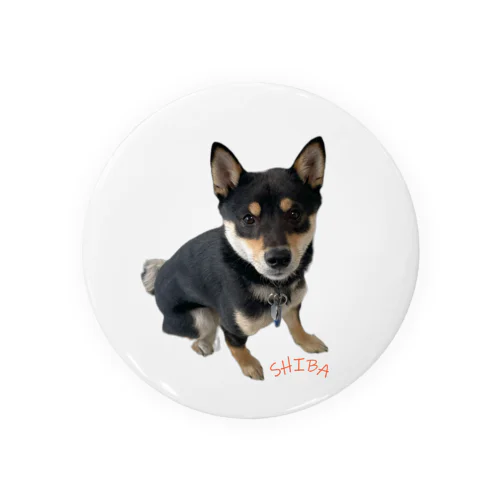 🐾豆柴BOY🐾 世界中で愛される柴犬　1歳 Tin Badge