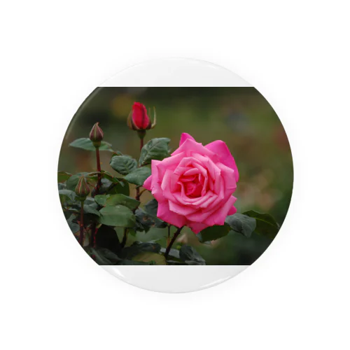 鹿児島の薔薇 Tin Badge