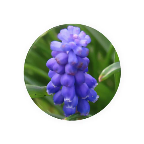 Muscari botryoides(1:1) 缶バッジ