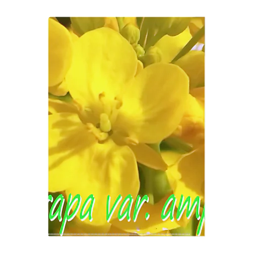 菜の花　【啓蟄】　Brassica rapa var. amplexicaulis クリアファイル