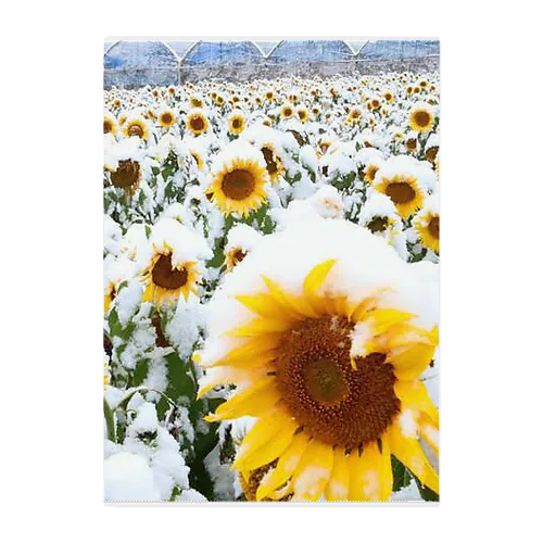 季節外れの雪の中のに咲く、季節外れのヒマワリ Clear File Folder