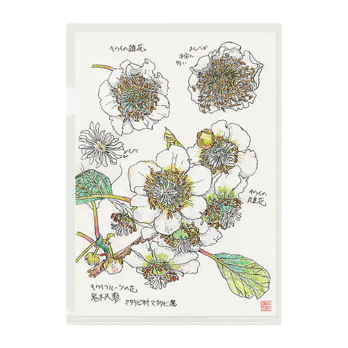 博物画　キウイフルーツの花のクリアファイル クリアファイル