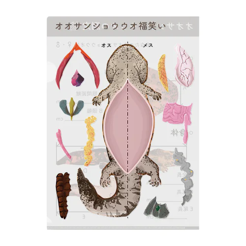 オオサンショウウオをまなぼう Clear File Folder