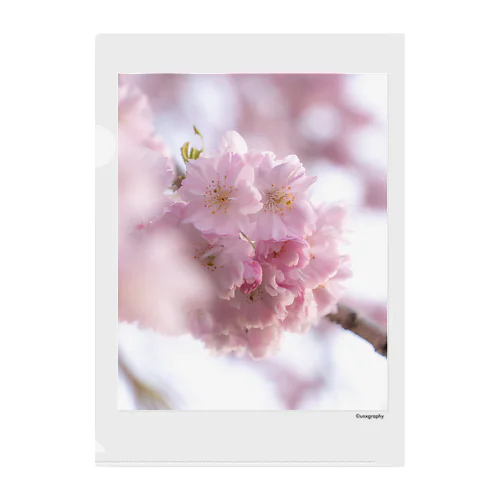 SAKURA 1 Clear File Folder