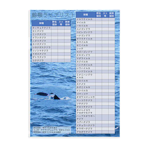 鯨類ライフリスト Clear File Folder