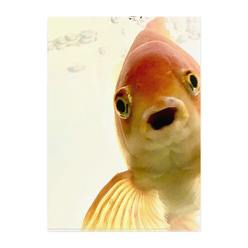 ぽけ〜っと金魚くん クリアファイル