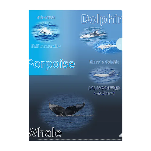 イルカとクジラの違い Clear File Folder