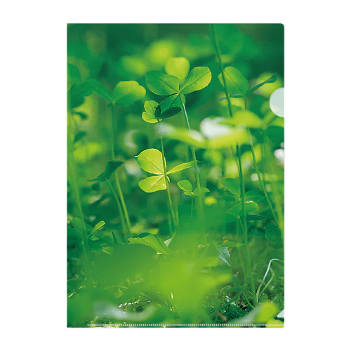 癒しの風景（クローバー） Clear File Folder