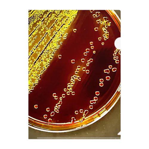 Coliform bacteria ～EMB agar～ クリアファイル