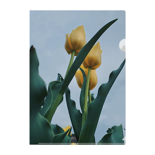 FLOWERS < TULIP 001> Clear File Folder