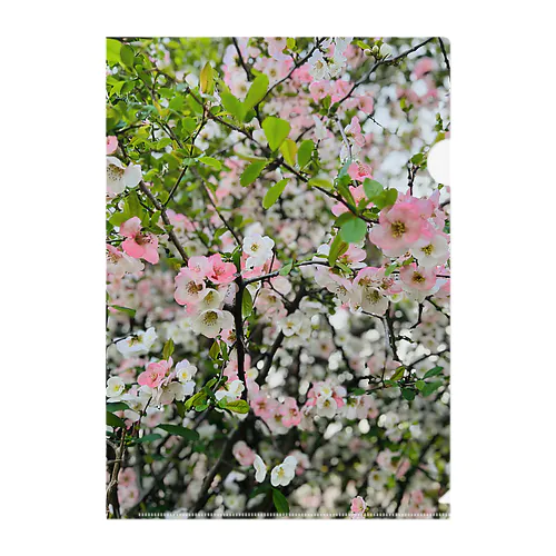 春のお花🌸 Clear File Folder