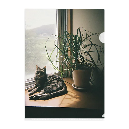 猫の写ルンです Clear File Folder