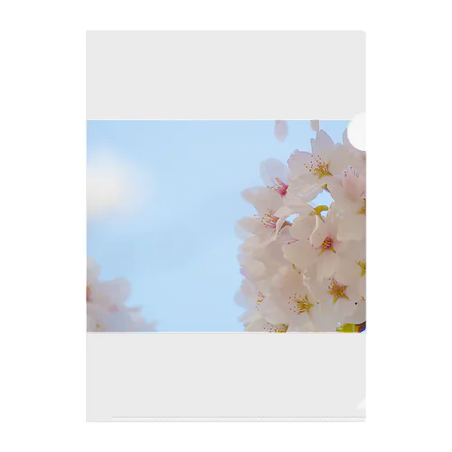 桜 Clear File Folder