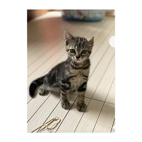 ねこのニコ　そのさん Clear File Folder