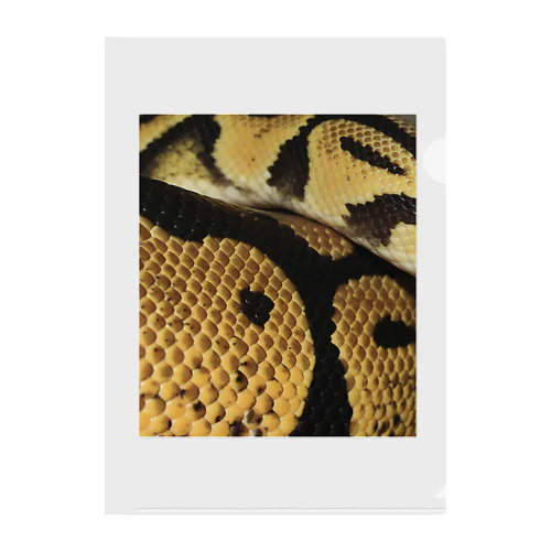 Real colorful snake skin Nr. 7,  本物 の カラフルな ヘビ 皮 No. 7,  7番 クリアファイル