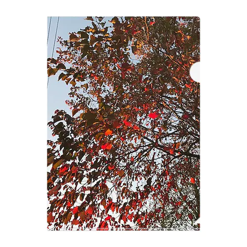 201910181619002　桜の紅葉 クリアファイル