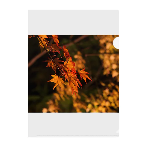 ライトアップ紅葉 - Japanese maple(night shot) - Clear File Folder