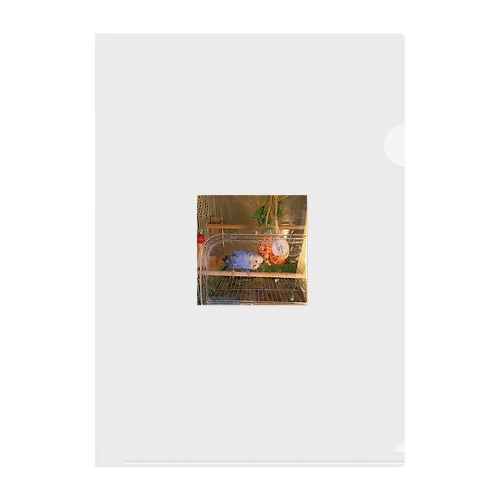 飼ってるインコ Clear File Folder