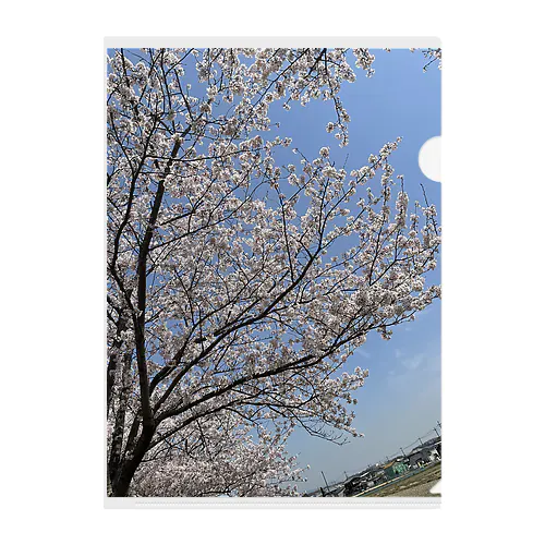 近所の桜 Clear File Folder