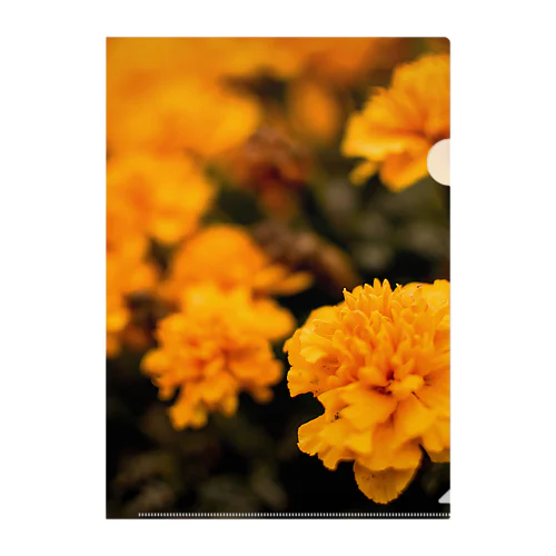 橙の花 クリアファイル