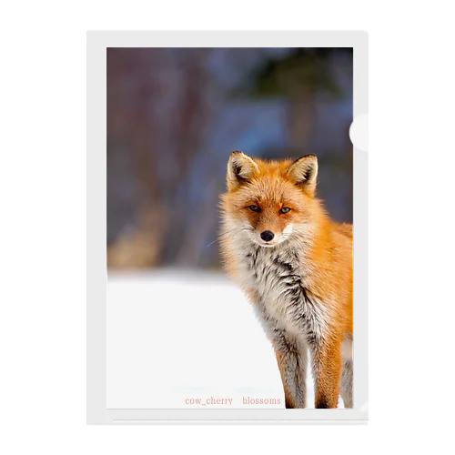 Nature of Hokkaido(Fox) Clear File Folder