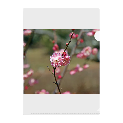 梅の花 - The pile of petals - クリアファイル