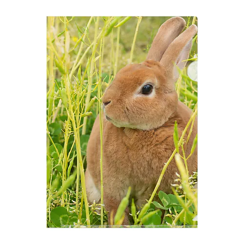 菜の花と🐇 クリアファイル