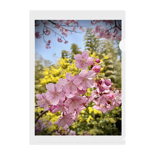 河津桜×ミモザ  Clear File Folder