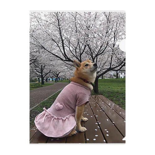 柴犬　桜シリーズ　満開の桜001 クリアファイル